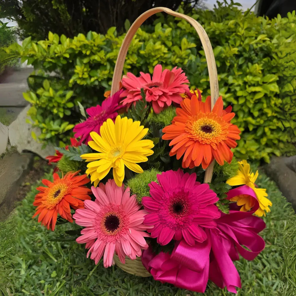 Gerberas
